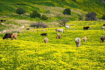 Krowy pastwisko trawa