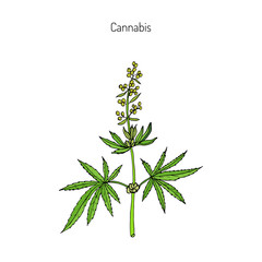 Hemp, Cannabis sativa