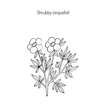 Shrubby cinquefoil plant