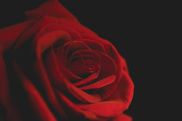 Scarlet rose on a black background