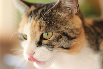 süsse Katze streckt die Zunge zur Nase