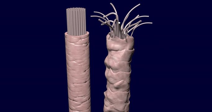 Healthy and damaged hair strands. 3d animation