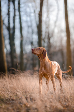 Hungarian hound dog in forrest in spring time