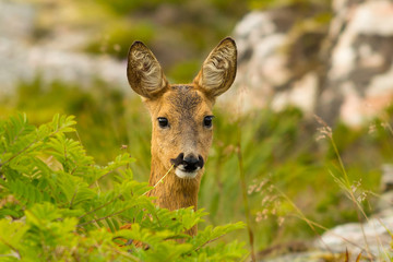 Roe deer with straw