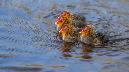 Newborn coots swimming exploring the pond