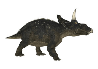 Fototapeta premium 3D renderowania dinozaurów Diceratops na białym tle