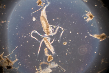 Obraz na płótnie Canvas Copepod (zooplankton) in freshwater and Marine under microscope.