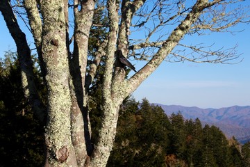 A black bird in the tree with the mountain range in the background.