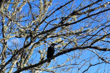 The black bird in the tree.