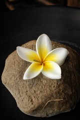 White frangipani flower with stone