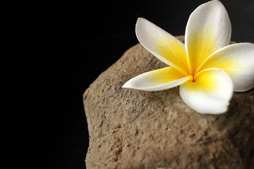 Fototapeta na wymiar White frangipani flower with stone