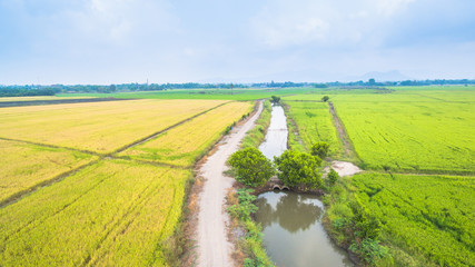 water from dam use for grown rice