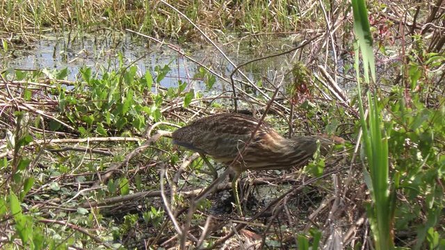 american bittern in Florida wetlands