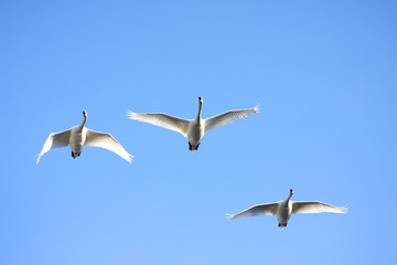 Obraz premium White swan