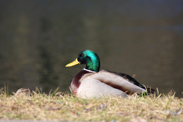 Duck