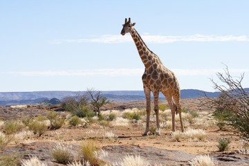 Giraffe at Augrabies Reserve in South Africa; sub-species adapted for the arid terrain.