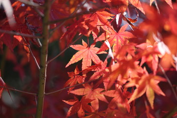紅葉