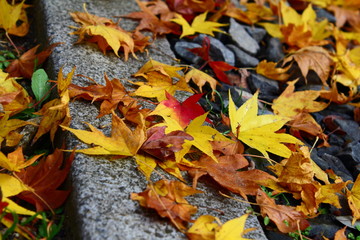 紅葉と黄葉の落ち葉