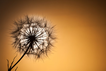 dandelion seeds on a sunset background © Chepko Danil