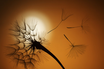 flying dandelion seeds on a sunset background © Chepko Danil