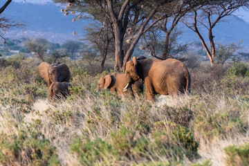 Fototapeta premium Elephant family. Kenya, Africa 