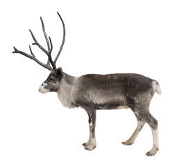 Fototapeta premium A young reindeer on a white background isolated