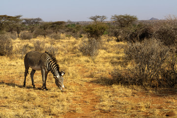Fototapeta na wymiar Zebra Grace on the pasture. Savanna of Samburu, Kenya