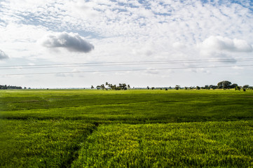 Fototapeta na wymiar Rice Fields in Sri Lanka’s Trincomalee Region