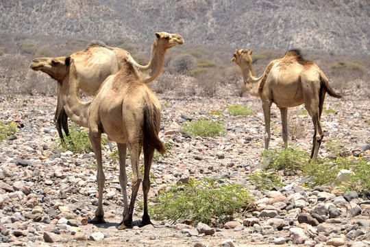 Camels walking around near Lac Assal Djibouti