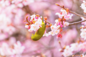 The Japanese White eye.The background is  cherry blossoms(Prunus x kanzakura). Located in Tokyo Prefecture Japan.