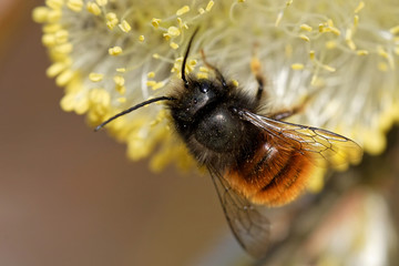  Gehörnte Mauerbiene