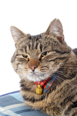 Tabby cat on white background