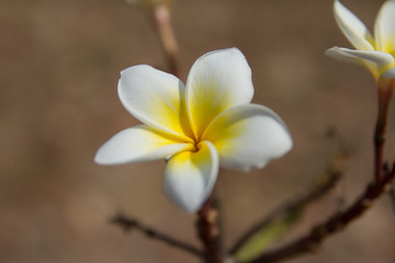 white plumeria flower