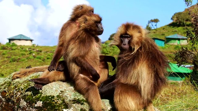 Gelada baboon (Theropithecus gelada), commonly known as the bleeding-heart monkey. Ethiopia, Simien Mountains National Park