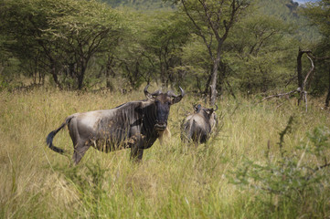 Fototapeta premium In the Wild