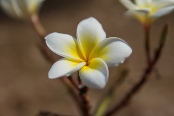 Fototapeta na wymiar white plumeria flower