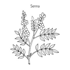 Alexandrian senna plant