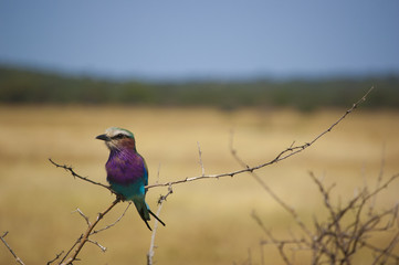 Roller on a branch