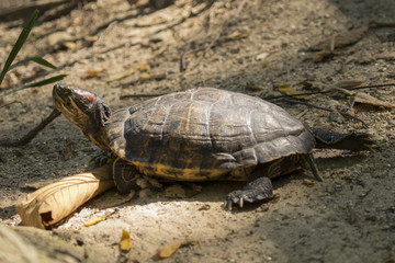 Image of an eastern chicken turtle in thailand. Wild Animals.