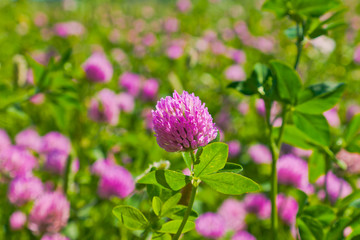 Red clover