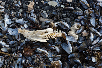 mussel shells on an Icelandic coast