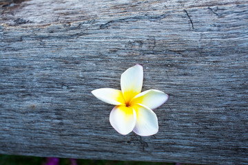 Frangipani flowers on wood