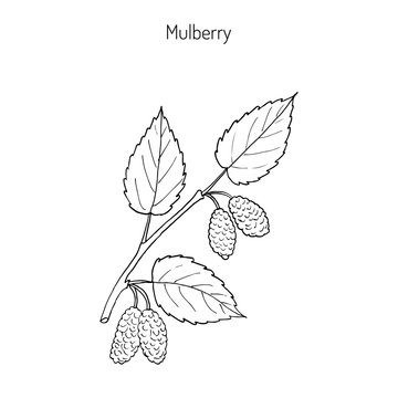 Mulberry morus nigra , or black mulberry, or blackberry