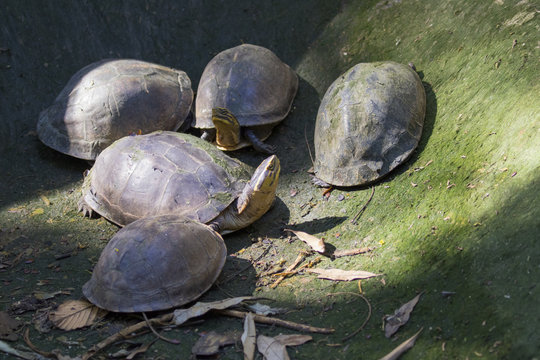 Image of an eastern chicken turtle in thailand. Wild Animals.
