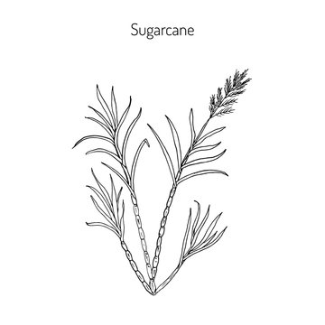Sugarcane. Hand drawn botanical illustration