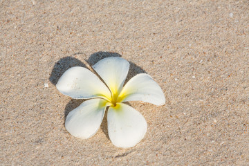 Fototapeta na wymiar Frangipani flowers & hat on beach