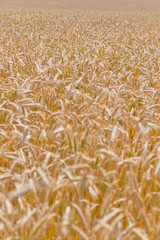 Wheat field on a summer