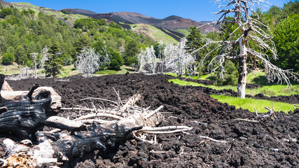 dried trees in hardened lava flow on Etna