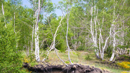 birch trees in volcanic soil on slope of Etna