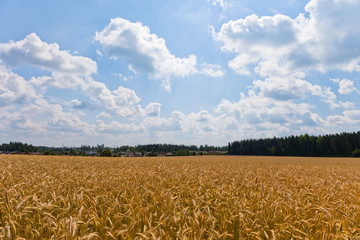 Wheat field on a sunny day